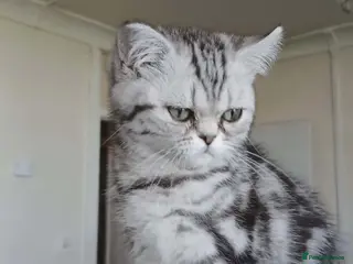 British Shorthair cats Bsh.Silver Classic Tabby. GCCF. - Advert 4