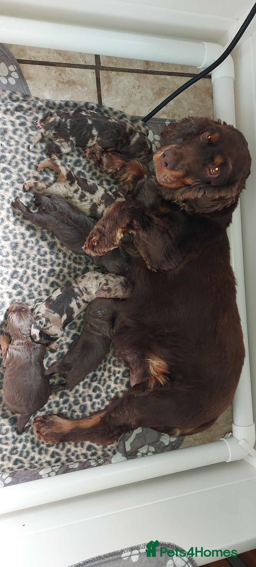Cockapoo dogs for sale: Gorgeous Cockapoo puppies  - Image 2