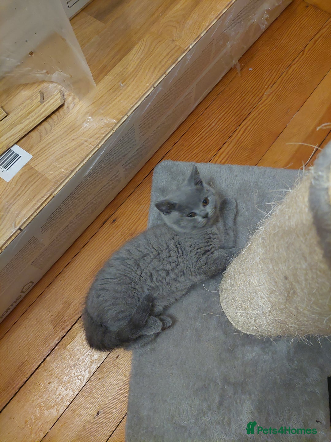 British Shorthair cats for sale: Pedigree British short hair kittens for sale  - Image 3