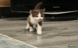 British Shorthair cats for sale: Three gorgeous boys looking for forever homes - Image 4