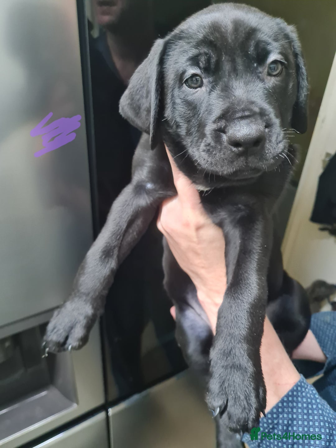 Mixed Breed dogs for sale: Presa canario - Advert 8