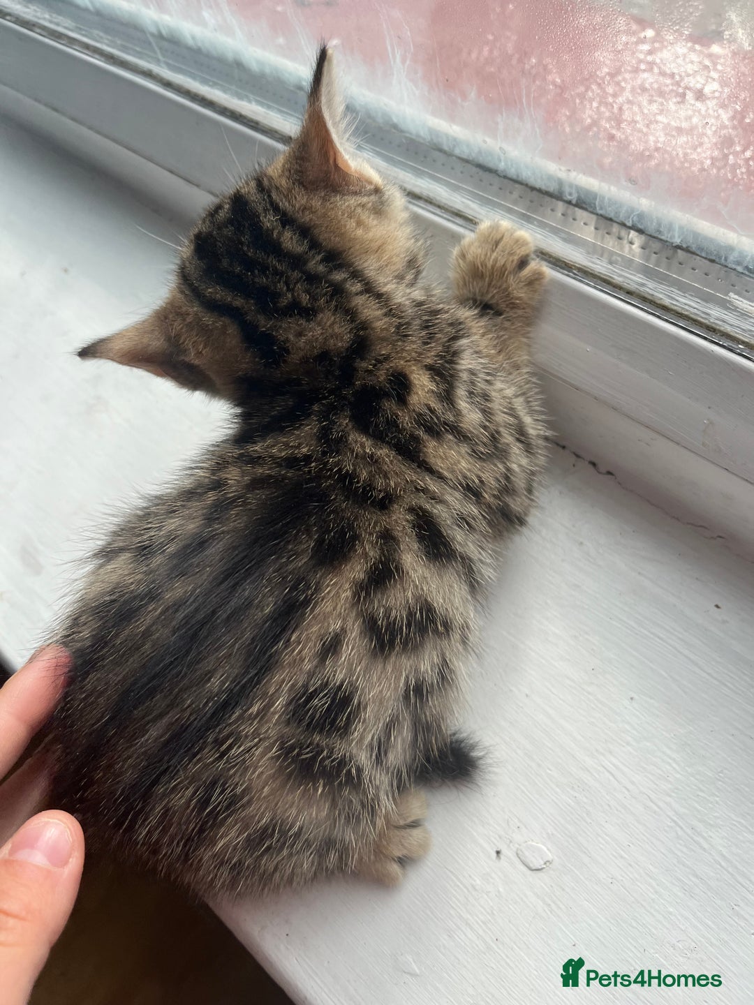 Bengal cats for sale: Bengal kittens - Image 18