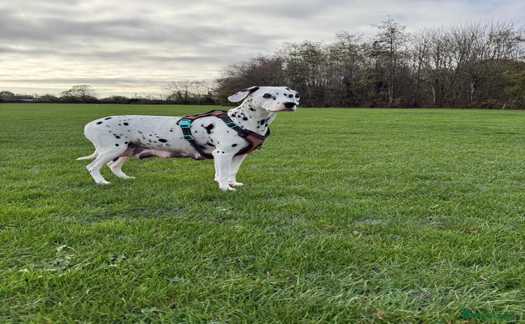 Dalmatian dogs Dalmațian puppies dogs black and white.  - Advert 1