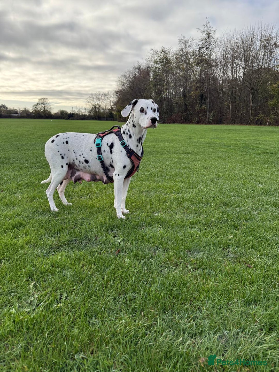 Dalmatian dogs for sale: Dalmațian puppies dogs for sale  - Advert 1