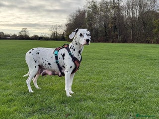 Dalmatian dogs Dalmațian puppies dogs black and white. - Advert 7