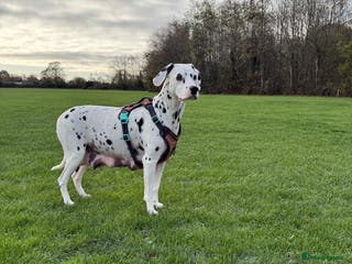 Dalmatian dogs Dalmațian puppies dogs for sale - Advert 18