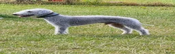 Bedlington Terrier dogs for stud: Bedlington terrier for stud  - Advert 2