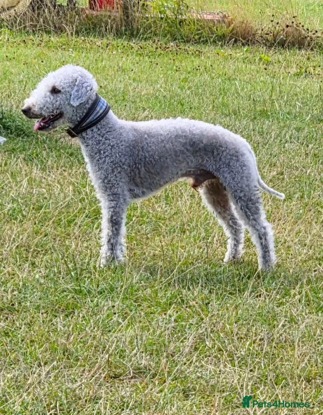 Bedlington Terrier dogs for stud: Bedlington terrier for stud  - Advert 2