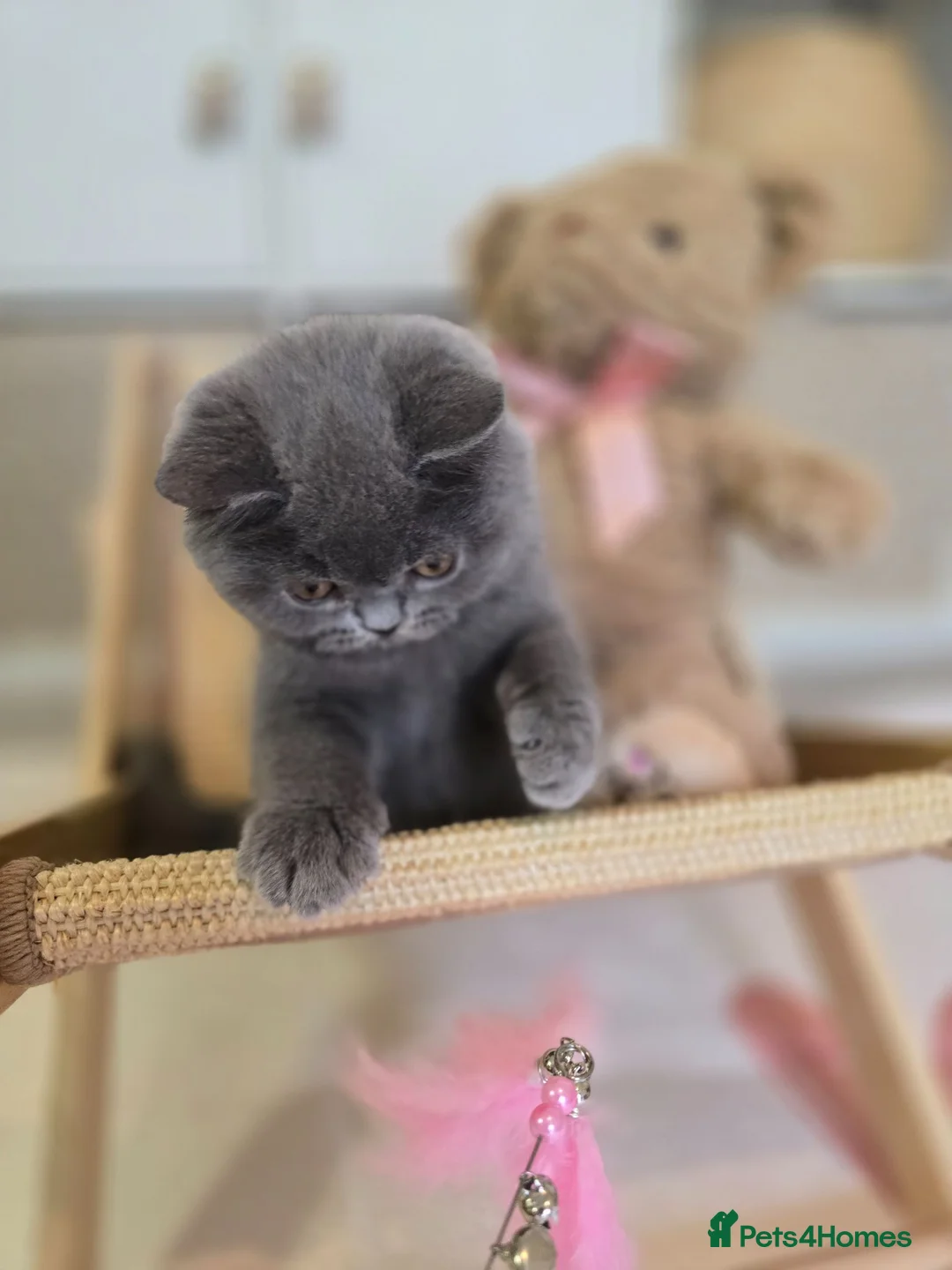 British Shorthair cats for sale: Championship Lines Bridgerton Litter - Advert 2