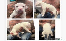 American Bulldog dogs for sale: Ready in 2 weeksbeautiful American bulldog puppies - Image 3