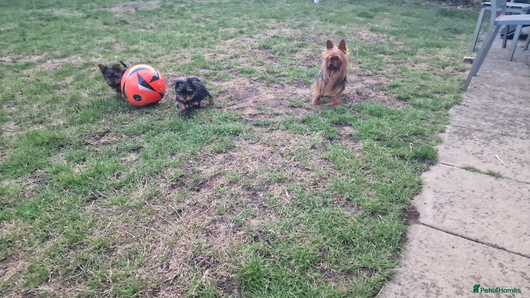 Yorkshire Terrier dogs for sale: Yorkshire Terrier teacup puppies  - Image 11