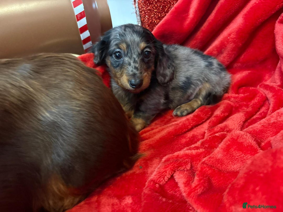 Miniature Dachshund dogs for sale: Long Haired Mini Dashound  - Advert 9