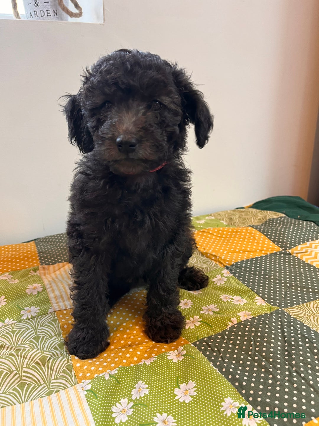 Australian Labradoodle dogs for sale: Home raised, DNA tested, Australian Labradoodles - Advert 6