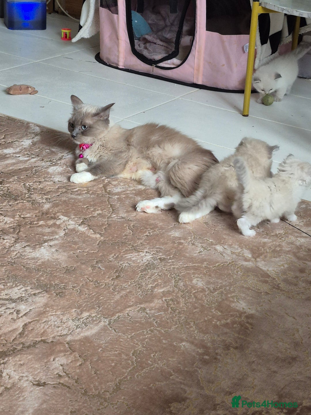 Ragdoll cats for sale: Last two siblings to go cheribim Ragdolls - Advert 8