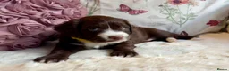 Sprocker dogs for sale: Sprocker Spaniel pups  in Stranraer - Advert 10