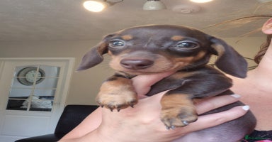 Miniature Dachshund dogs - Advert 12