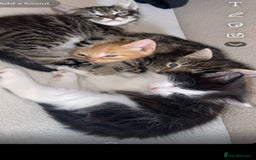 Mixed Breed cats for sale: Beautiful kittens  - Image 11