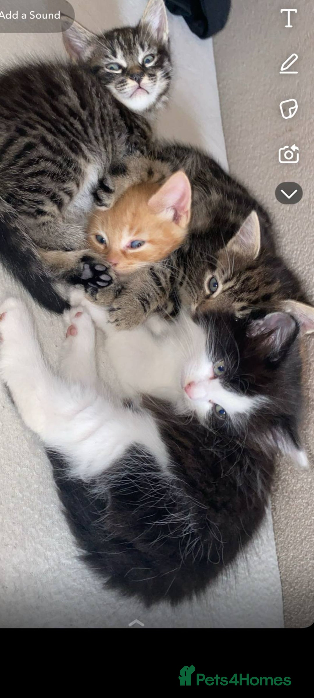 Mixed Breed cats for sale: Beautiful kittens  - Image 11