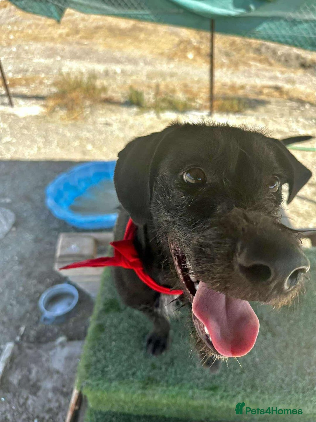 Mixed Breed dogs for adoption: 🐾 Meet Yukon – Your New Best Friend! 🐾 - Image 7