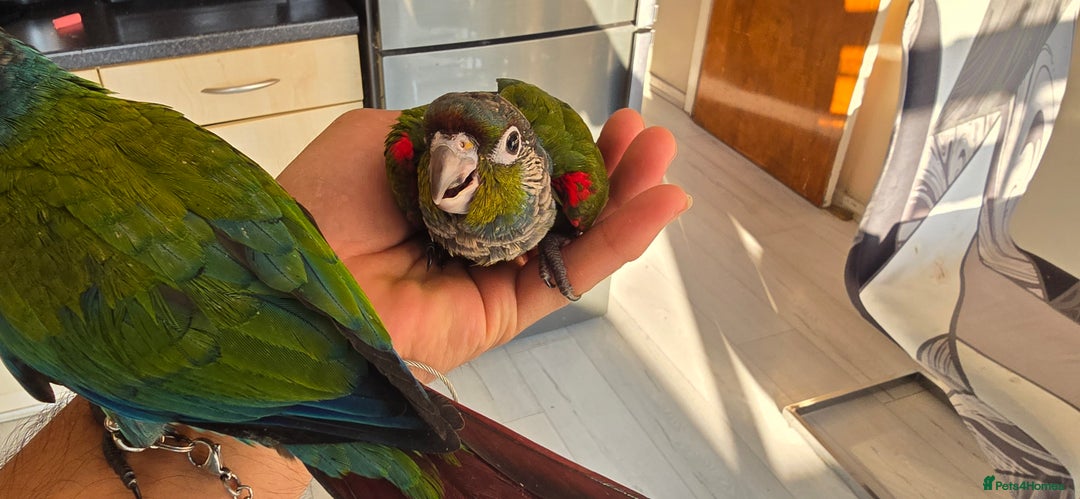 Conures birds for sale: Crimson bellied conure, handrear,silly tame - Image 5