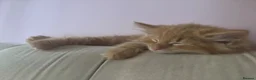 Mixed Breed cats for sale: 12 weeks old Two very fluffy cats for sale  in Rotherham - Advert 5