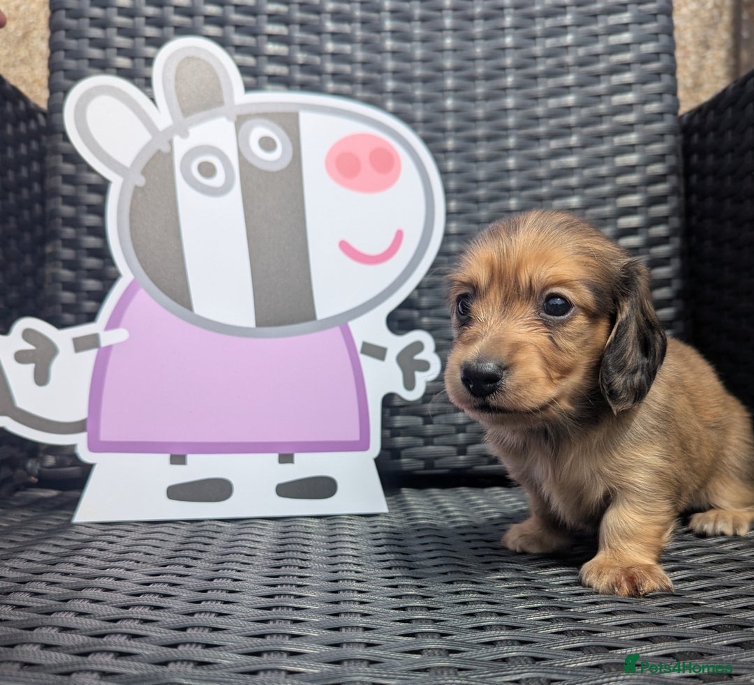 Dachshund dogs for sale: Long haired miniature Dachshunds  - Image 21
