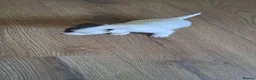 Jack Russell dogs for sale: Jack russell terrier in Dudley - Advert 8