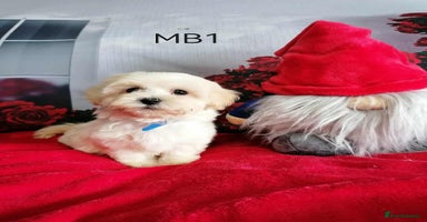Maltipoo dogs - Advert 2