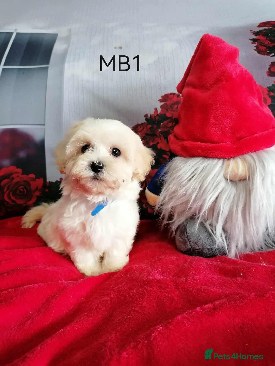 Maltipoo dogs for sale: Miniture Maltipoos  - Image 3