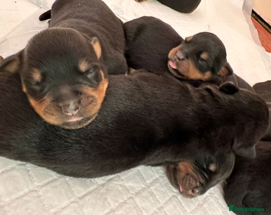 Rottweiler dogs for sale: KC rottweiler male  - Advert 2