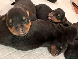 Rottweiler dogs KC rottweiler male - Advert 1