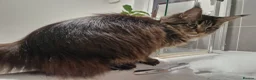Maine Coon cats for sale: 12 month old Maine Coon - Advert 3