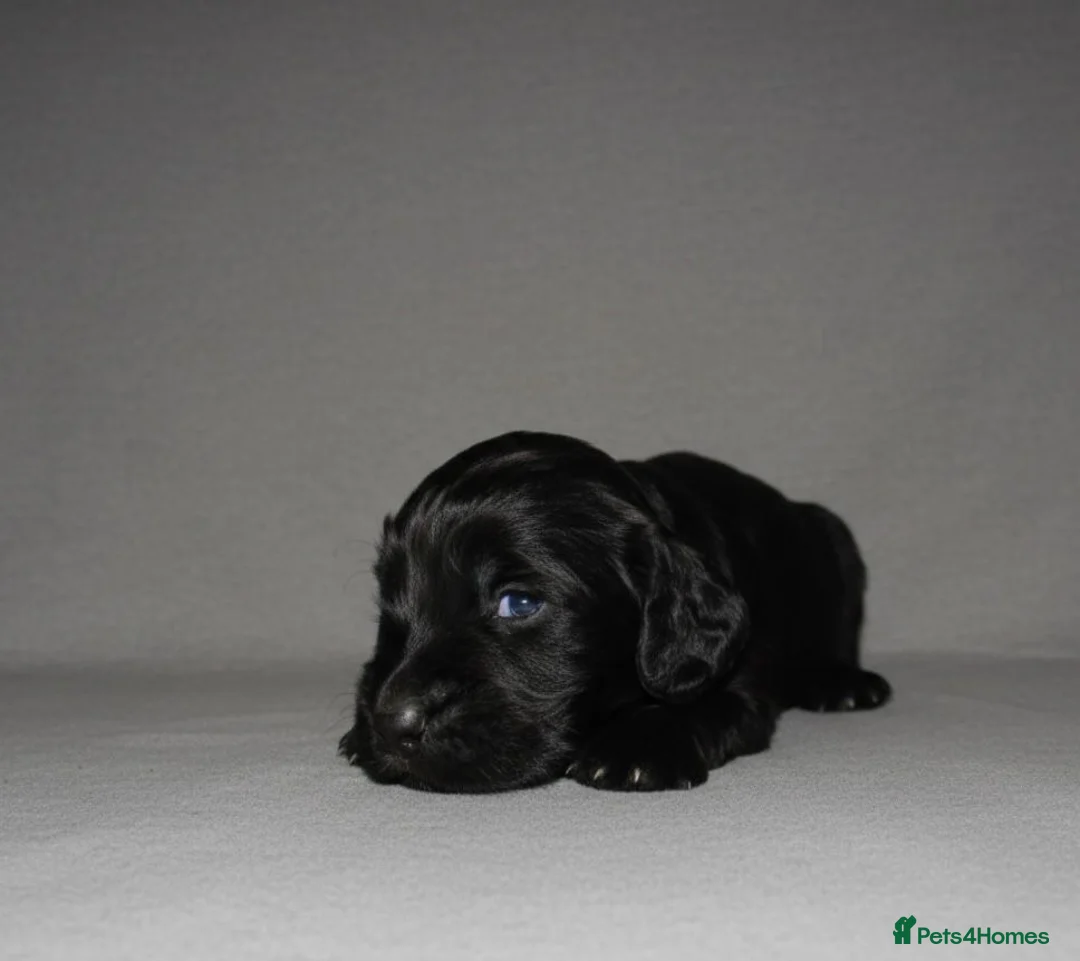 Cocker Spaniel dogs for sale: TRI - KC LINE🐶🐾 show cockers  - Advert 5