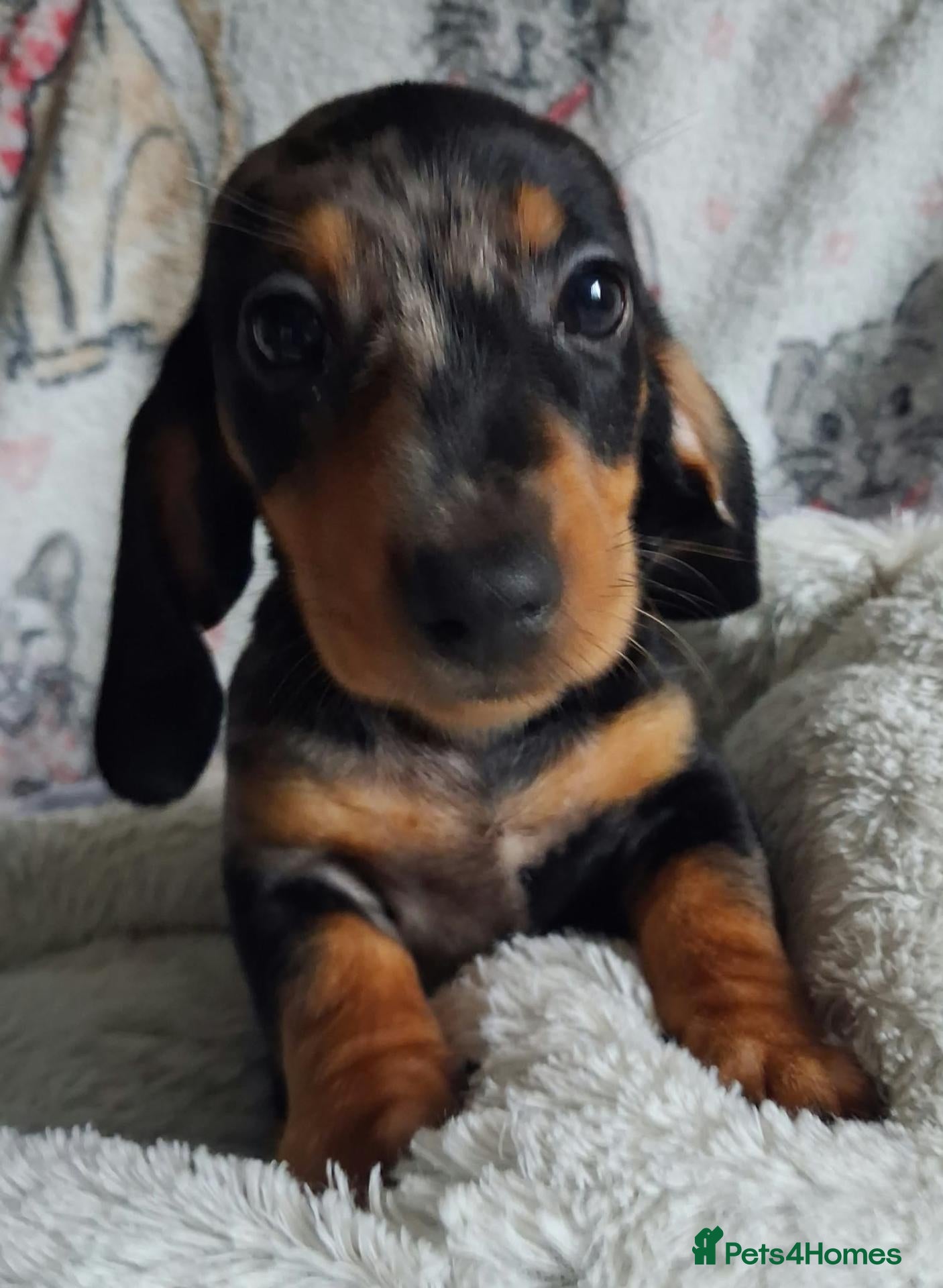 Miniature Dachshund dogs for sale: Stunning dapple Dachshund pups *Ready now* - Advert 2