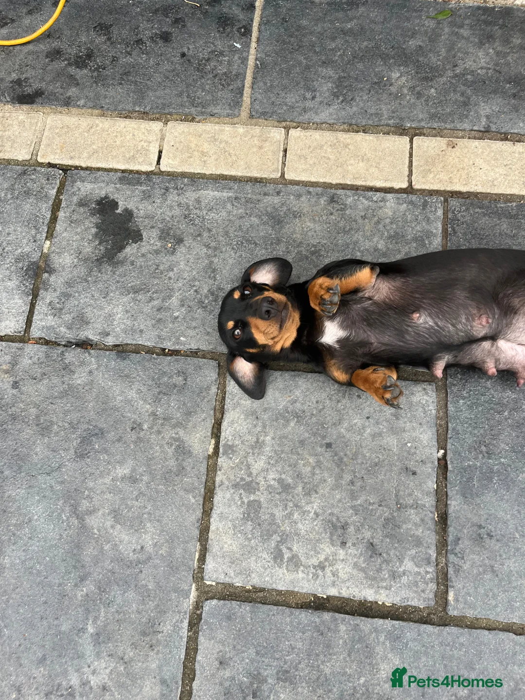 Dachshund dogs for sale: Dauchund puppy’s, 1 girl left - Advert 9