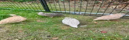Quail poultry for sale: 6 Quails (very tame and friendly) - Advert 7