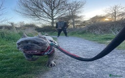 French Bulldog dogs for sale: Girl and boy breading pair - Image 2