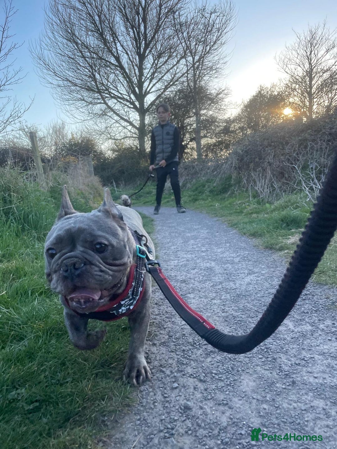 French Bulldog dogs for sale: Girl and boy breading pair - Image 2