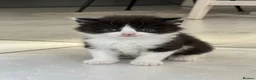 British Shorthair cats for sale: Stunning BritishShorthair Beautiful Fluffy Kittens in Maidstone - Advert 13