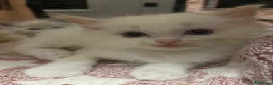 Ragdoll Kitten 1