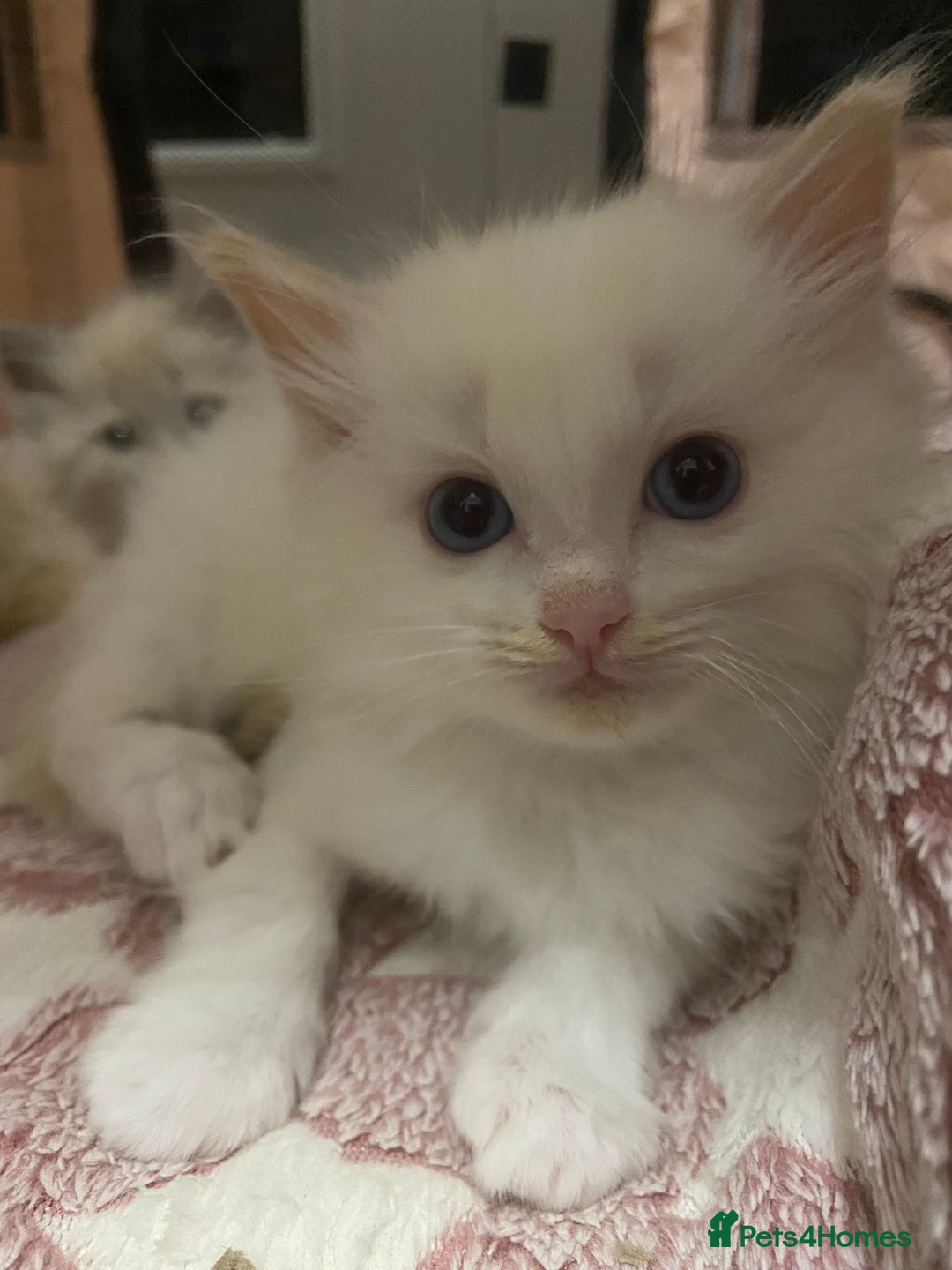 Ragdoll cats for sale: TICA mink sepia and cream ragdoll kittens - Advert 6