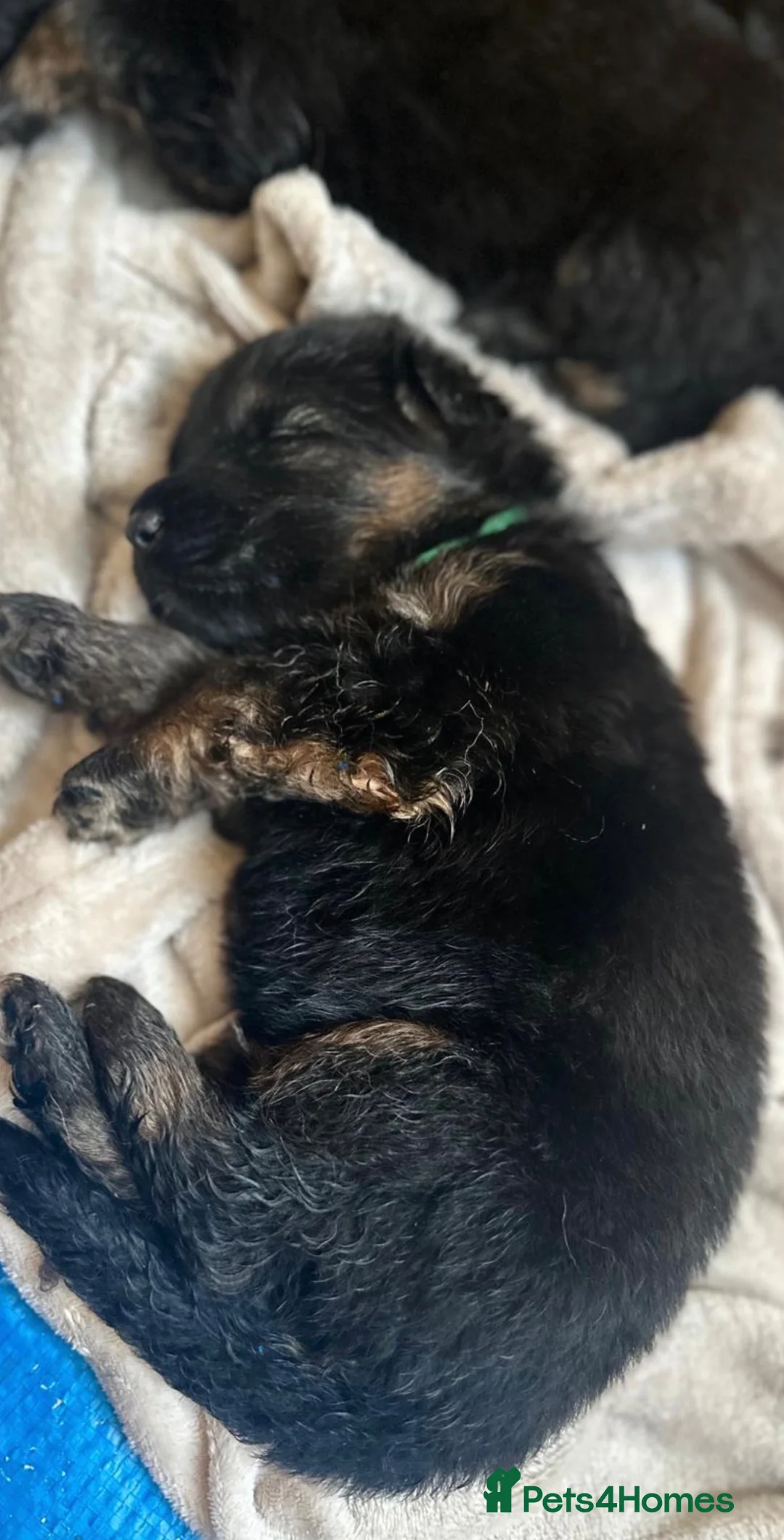 German Shepherd dogs for sale: LARGE KC BIG BONE PUPPIES  in Cheadle - Advert 2