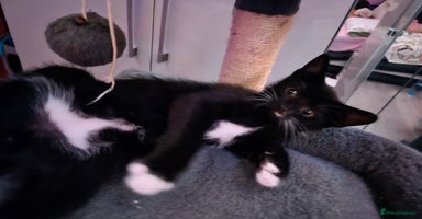 Domestic Shorthair cats - Advert 8