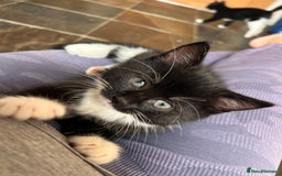 Mixed Breed cats for sale: 2 male kittens - Image 3