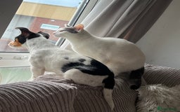 Mixed Breed cats for sale: Casper. Free to a good home  - Image 6