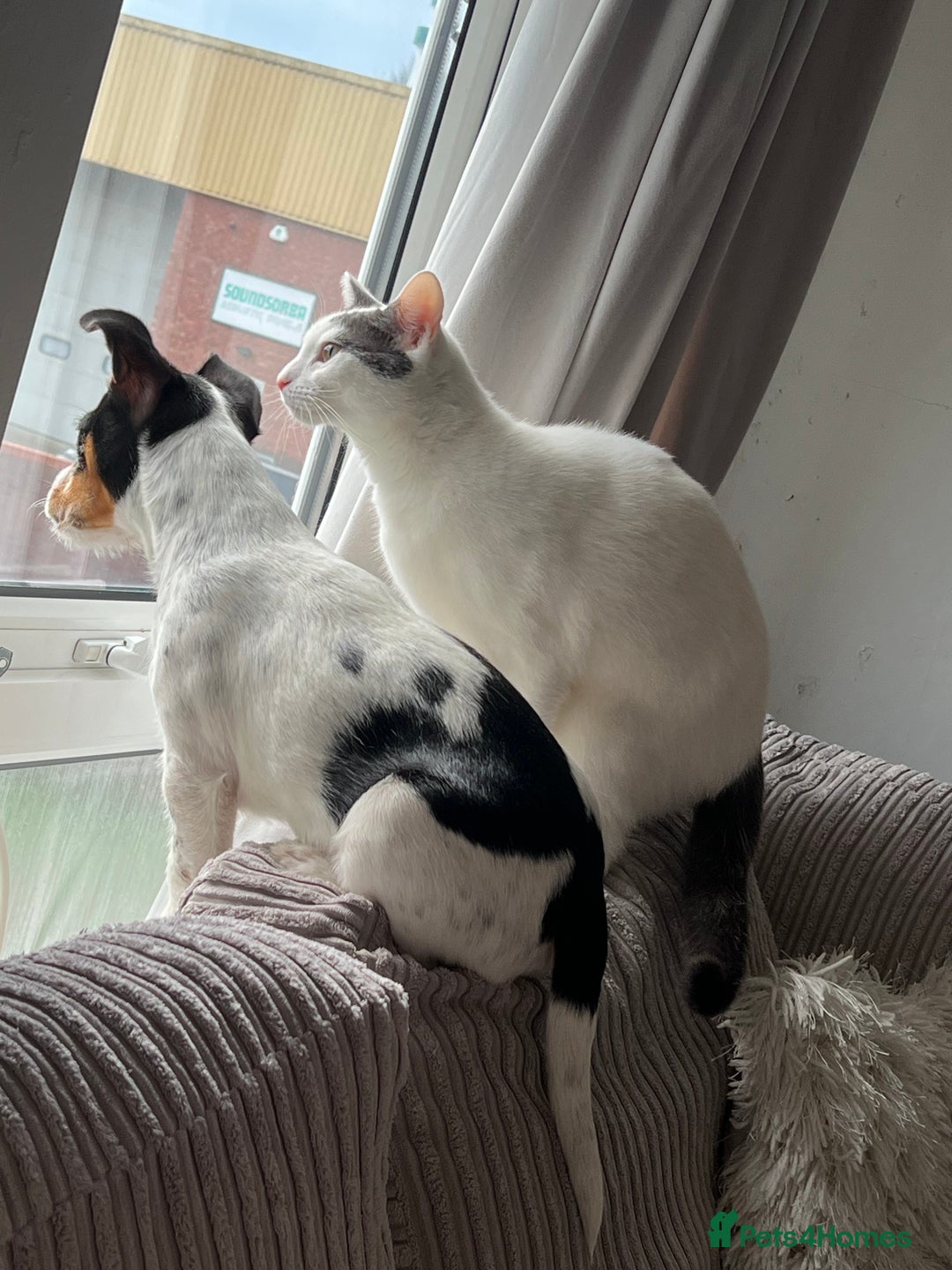 Mixed Breed cats for sale: Casper. Free to a good home  - Image 6
