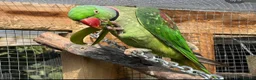 Parrots birds for sale: 🦜 Gentle Wings Rehoming🦜 - Advert 3