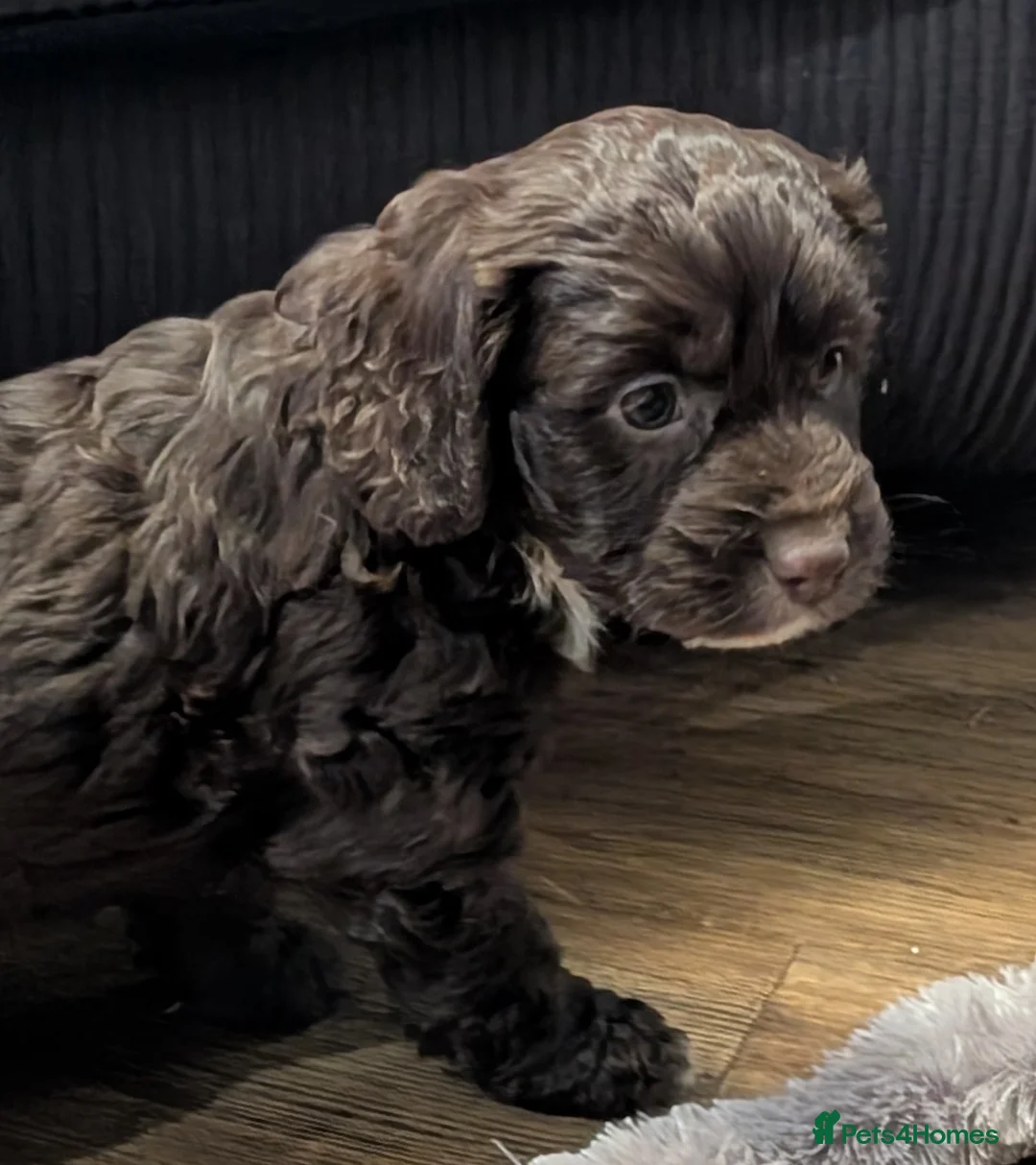 Cockapoo dogs for sale: Licensed breeder, health tested F1 cockapoo pups - Advert 7