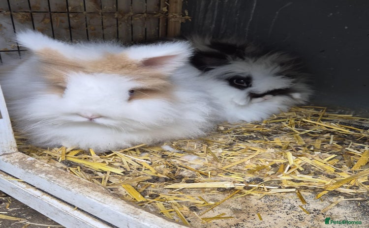 Lionhead rabbits - Advert 8