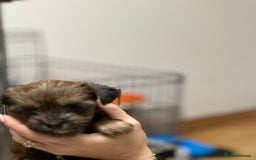 Yorkshire Terrier dogs for sale: Yorkshire Terrier  - Advert 12